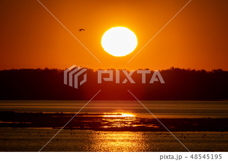 Sunrise over forest and lagoon with huge bird flying Sunrise over forest and lagoon with huge bird flying 48545195