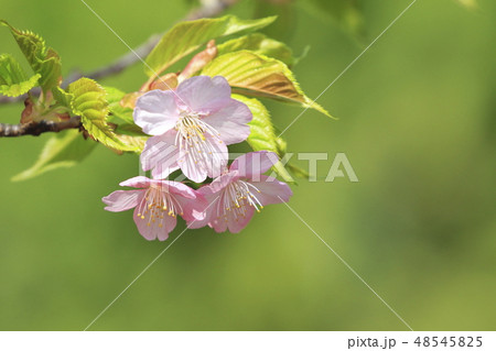 晴れた日の河津桜 48545825