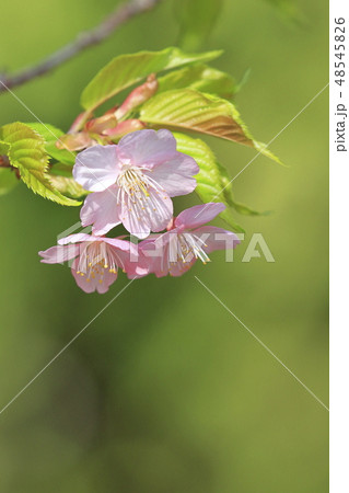 晴れた日の河津桜 晴れた日の河津桜 48545826
