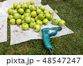 green apples and a screwdriver 48547247