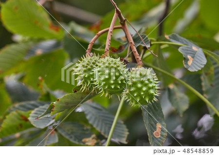 Buckeye seeds growing 48548859