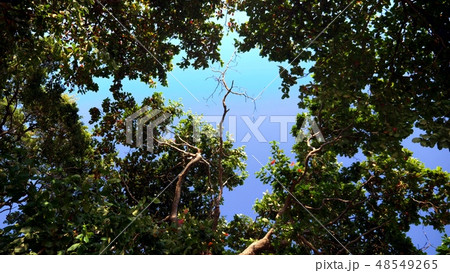 tropical flowering trees against the blue sky. copy space tropical flowering trees against the blue sky. copy space 48549265