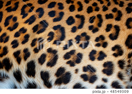 Leopard skin texture for background 48549309