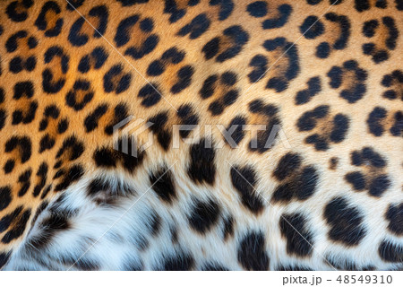 Leopard skin texture for background 48549310