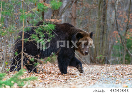 Big bear (Ursus Arctos) in forest Big bear (Ursus Arctos) in forest 48549348