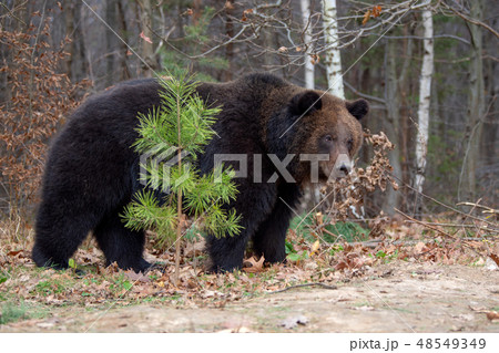 Big bear (Ursus Arctos) in forest 48549349