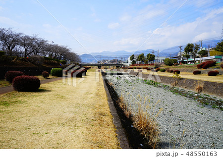 水無川　桜並木 48550163