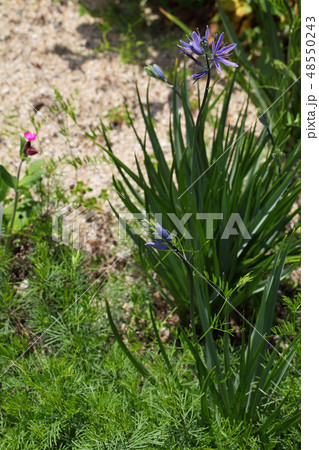 カマッシア・ライヒトリニーの蕾と花 48550243