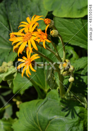 Leopard plant 48550348