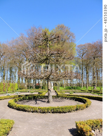 Shorn tree in spring garden, topiary art Shorn tree in spring garden, topiary art 48550390