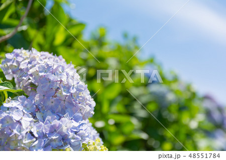 梅雨の花アジサイ 梅雨の花アジサイ 48551784