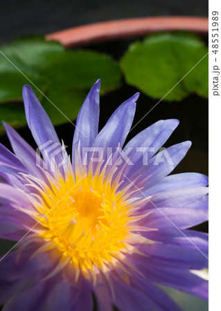 Lotus Flower Pollen pedal and leaf in water Pond Lotus Flower Pollen pedal and leaf in water Pond 48551989