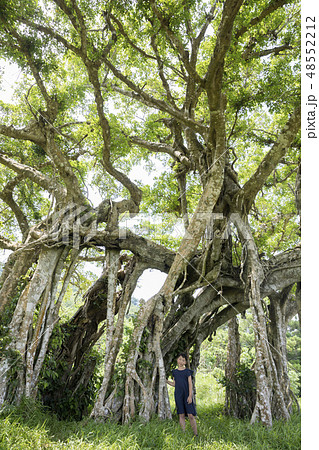 ガジュマルの木と女の子 48552212