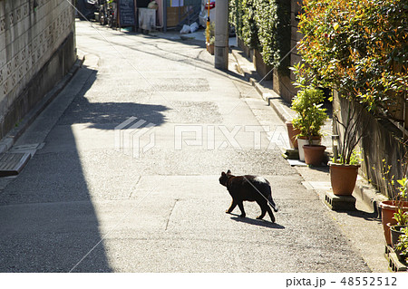 路地裏の猫の写真素材
