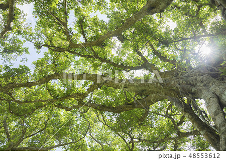 ガジュマルの木 ガジュマルの木 48553612