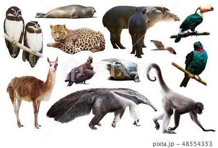 south american animals on white 48554353