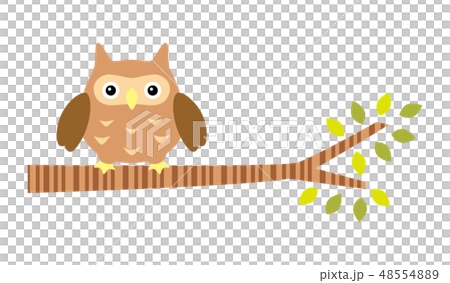 An owl stopping in a tree 48554889