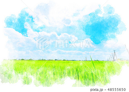 夏の稲 夏の稲 48555650