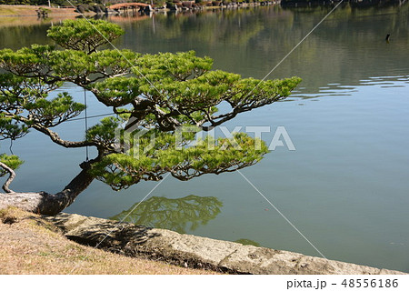 南楽園の下池の五葉松と月待橋 南楽園の下池の五葉松と月待橋 48556186
