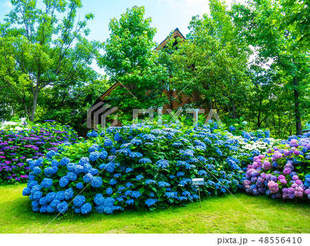 ロッジ舞洲の紫陽花 48556410
