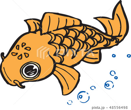 魚 魚類 フィン 48556498