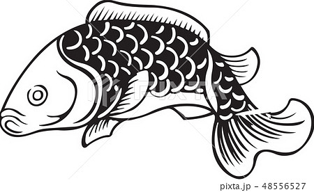 魚 うろこ 魚類のイラスト素材