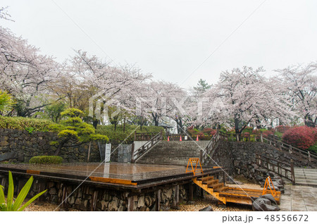 満開のソメイヨシノ桜　雨の中飛鳥山公園花見 48556672