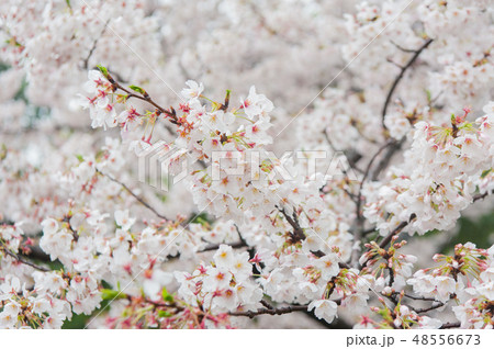 満開のソメイヨシノ桜　雨の中飛鳥山公園花見 48556673