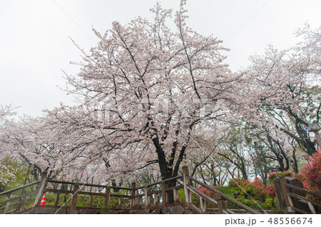満開のソメイヨシノ桜　雨の中飛鳥山公園花見 48556674