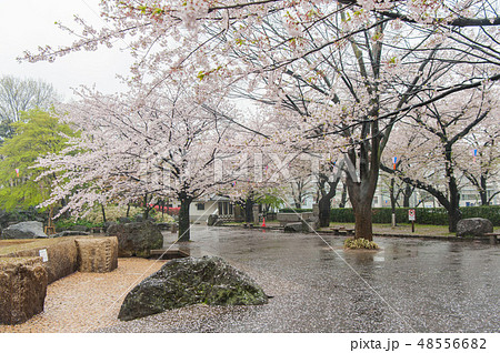 満開のソメイヨシノ桜 雨の中飛鳥山公園花見 満開のソメイヨシノ桜 雨の中飛鳥山公園花見 48556682