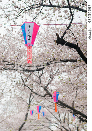 満開のソメイヨシノ桜 雨の中飛鳥山公園花見 満開のソメイヨシノ桜 雨の中飛鳥山公園花見 48556697