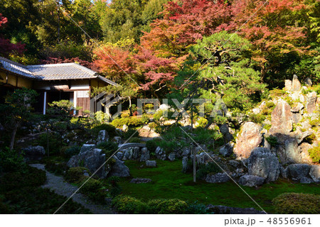 青岸寺の紅葉 48556961