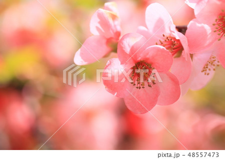 綺麗に咲いた木瓜の花房 48557473