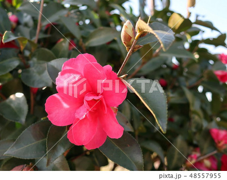 山茶花の花 山茶花の花 48557955