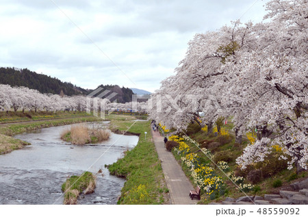 夏井千本桜 48559092