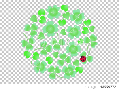 三葉草白三葉草白色扁豆 48559772