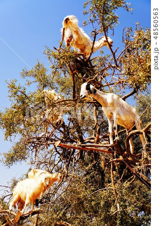 木登りするヤギ 木登りするヤギ 48560563