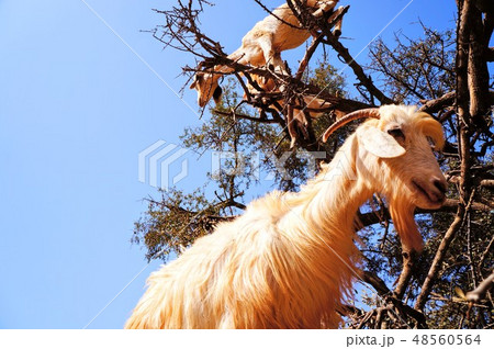 木登りするヤギ 木登りするヤギ 48560564