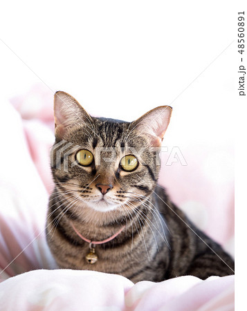 飼い猫 飼い猫 48560891