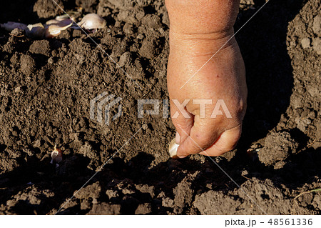 Farmer's hand planting garlic in vegetable garden Farmer's hand planting garlic in vegetable garden 48561336