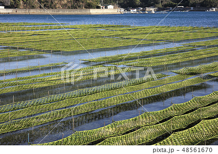 伊勢志摩-海苔粗朶-五ヶ所湾-あおさのり-養殖 伊勢志摩-海苔粗朶-五ヶ所湾-あおさのり-養殖 48561670
