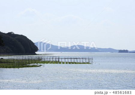 伊勢志摩-海苔粗朶-英虞湾-あおさのり-養殖 伊勢志摩-海苔粗朶-英虞湾-あおさのり-養殖 48561683