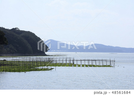 伊勢志摩-海苔粗朶-英虞湾-あおさのり-養殖 48561684