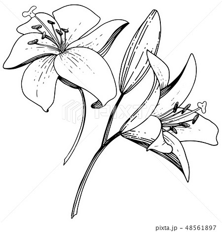 Vector Lily floral botanical flower. Black and - Stock