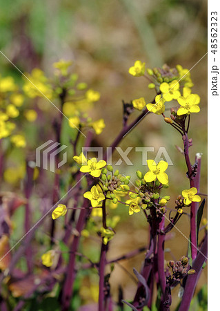摘み菜 摘み菜の花 摘み菜 摘み菜の花 48562323