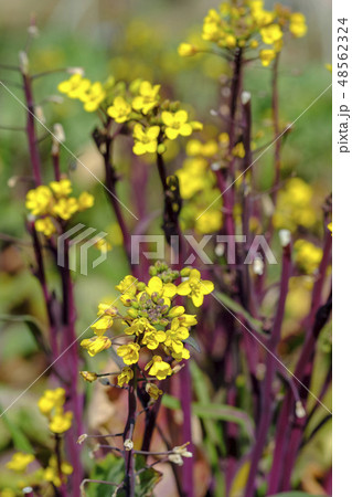 摘み菜 摘み菜の花 摘み菜 摘み菜の花 48562324