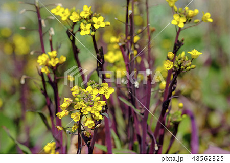 摘み菜 摘み菜の花 摘み菜 摘み菜の花 48562325