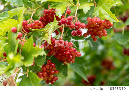 Ripe viburnum berries in a drop of rainwater 48563330