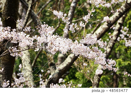 桜 桜 48563477