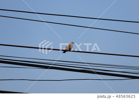 Pigeons bird cable. 48563625